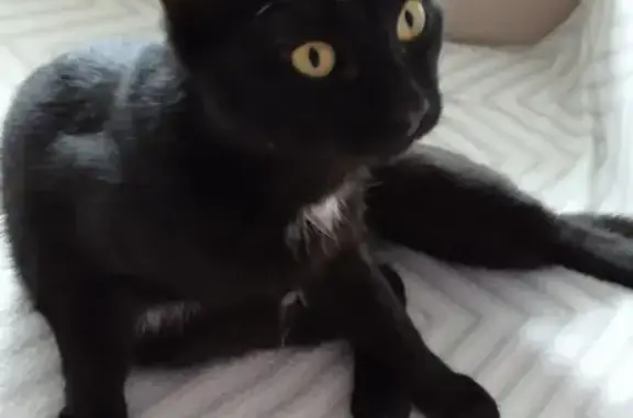 Новая улица, 13: найден чёрный котенок с жёлтыми глазами