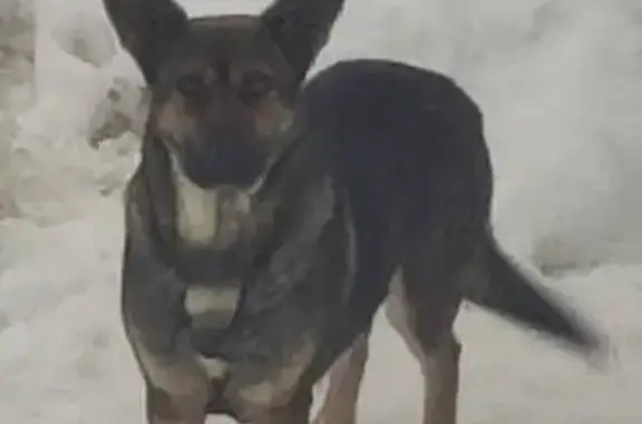 Пропала собака в Анкудиновском парке: помогите найти
