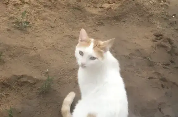 Пропала бело-рыжая кошка на ул. Тухачевского, Астрахань