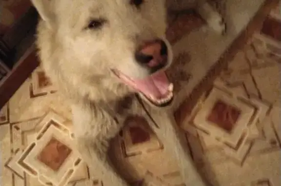 Найдена собака возле станции Камышенская в Новосибирске