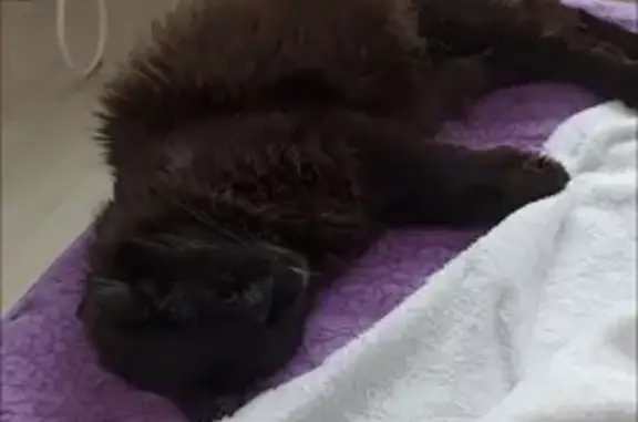 Потерянные животные Черногубово, фото: Пропал кот Лис с белым галстуком в Черногубово, Тверь