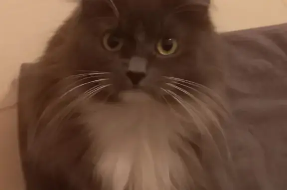 Кошки потеряшки, Углово, фото: Потеряшка серо-белая кошка, небольшого роста в Углово