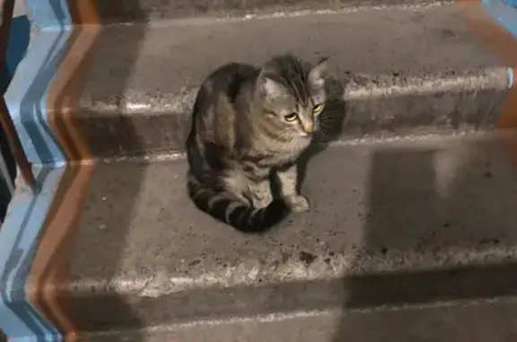 Найдена бенгальская кошка на Весенней 12 в Междуреченске