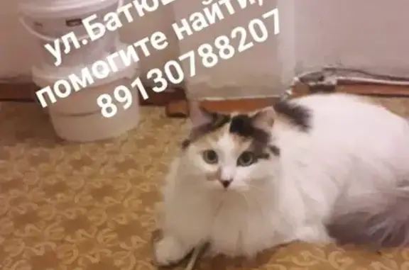 Пропала кошка Пушистый хвостик на ул. Батюшкова 9, Новокузнецк