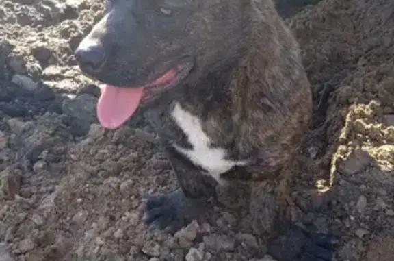 Собака найдена на Броневой улице, ищем хозяина