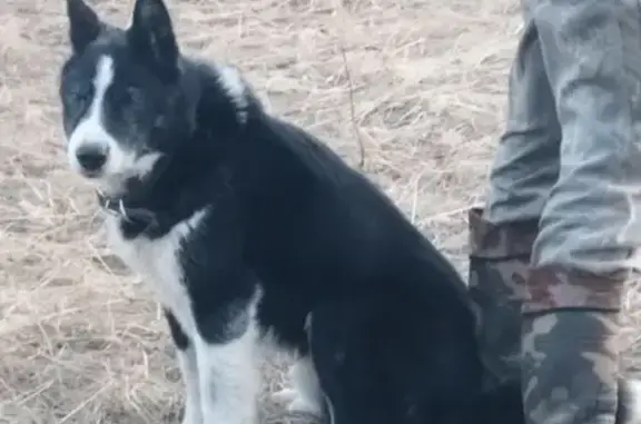 Пропала собака Мальчик в Волжском поселении