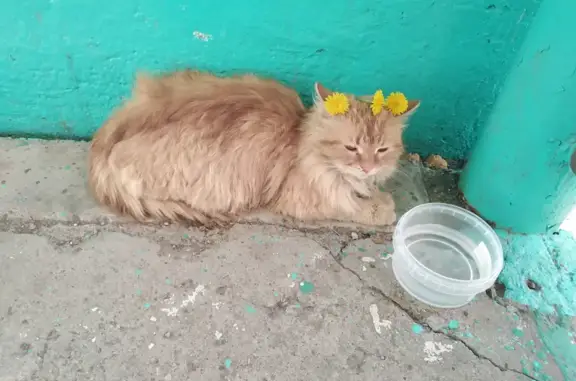 Красивая кошка возле подъезда в Стерлитамаке