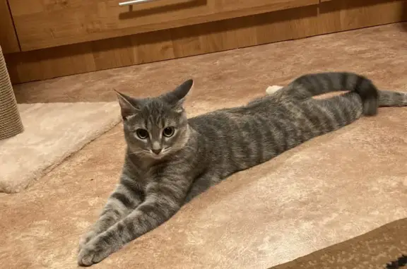 Потерянные животные Курган, фото: Пропала кошка на ул. Ломоносова, Курган