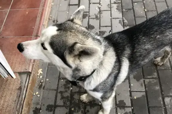 Найден домашний пес на улице Ленина 19/2 в Астрахани