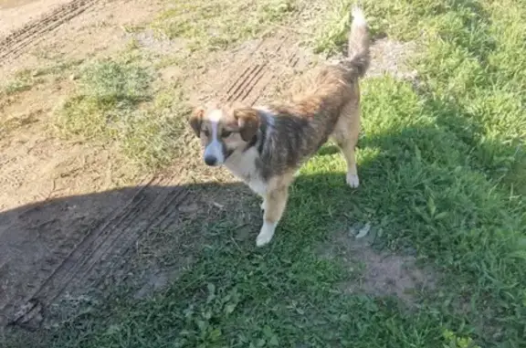 Потерянная домашняя собака в Московской области