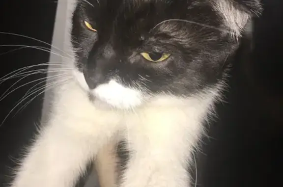 Потерянные животные Уфа, фото: Пропала кошка на бульваре Тухвата Янаби, Уфа