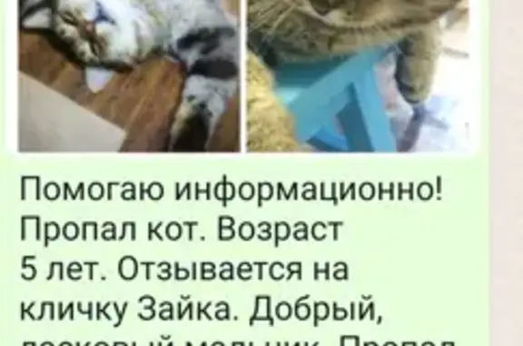 Пропал кот Зайка, Новокорсунская, +79615223313