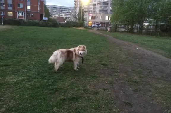 Найдена собака на Ленинском проспекте, Йошкар-Ола