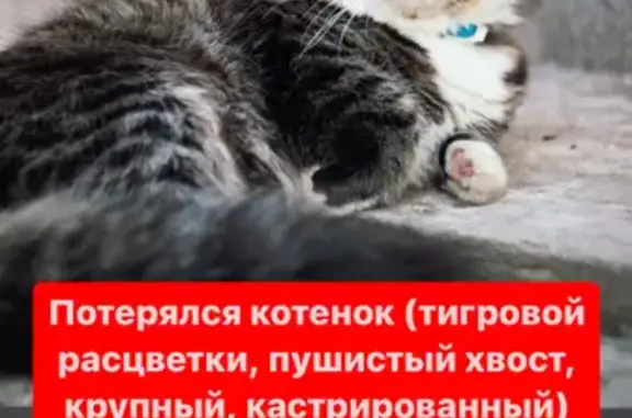 Потерянные животные Уфа, фото: Пропал котенок на улице Ущелье, 24А, Уфа