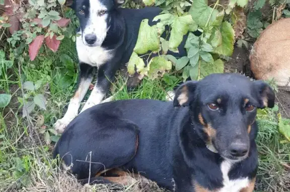 Пропали две стерилизованные собаки на Златоустовской, Ростов-на-Дону