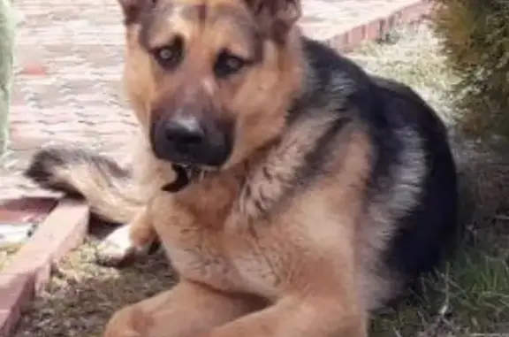 Пропала собака в Михнево, Московская обл. - помощь нужна! 🙏