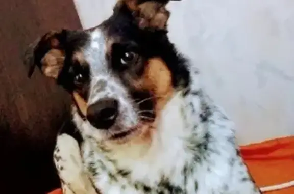 Пропала собака на проспекте Славы, 24 в Копейске