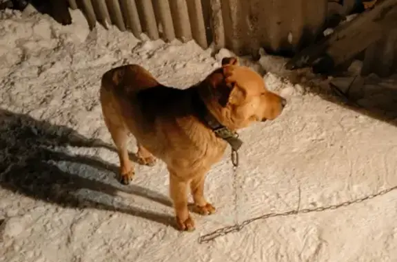 Пропала собака на улице Ленина, Александровка
