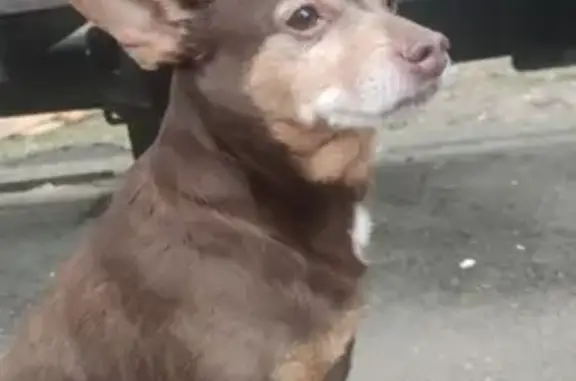 Собака коричневого окраса найдена в Пушкино (41 символ)