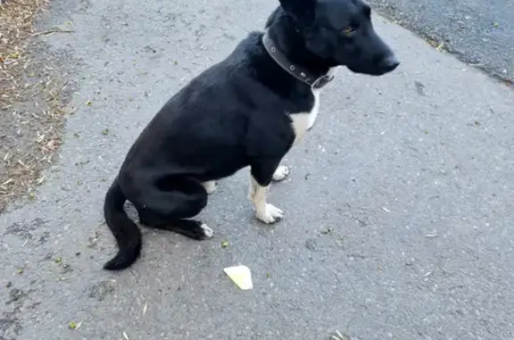 Найдена собака, Санкт-Петербург, фото: Собака Кабель найдена на Лиговском проспекте.