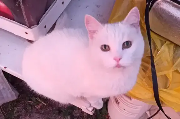 Пропала белая кошка на ул. Карла Маркса 31, вознаграждение!