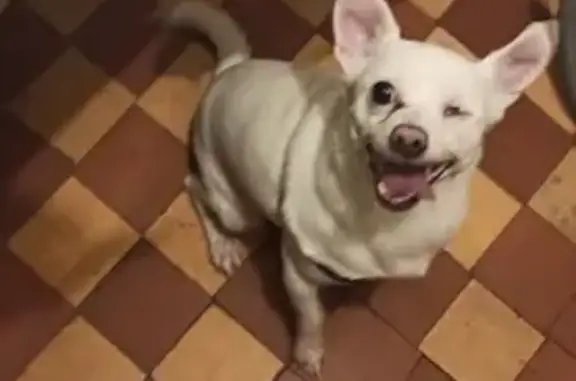 Найдена собака на Советской 178 без одного глаза