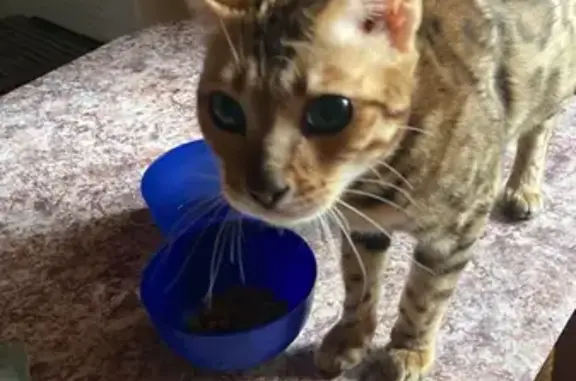 Найдена бенгальская кошка на Москворецкой набережной