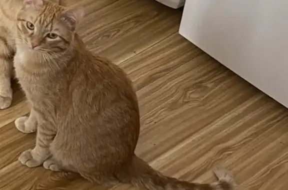 Пропала кошка Котик, 30А, Искитим
