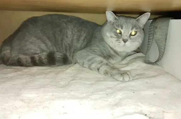 Найдена кошка Кот на Московском проспекте, 33
