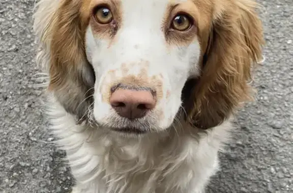 Собака Спаниель найдена на улице Дружбы, 7 в Кемерово