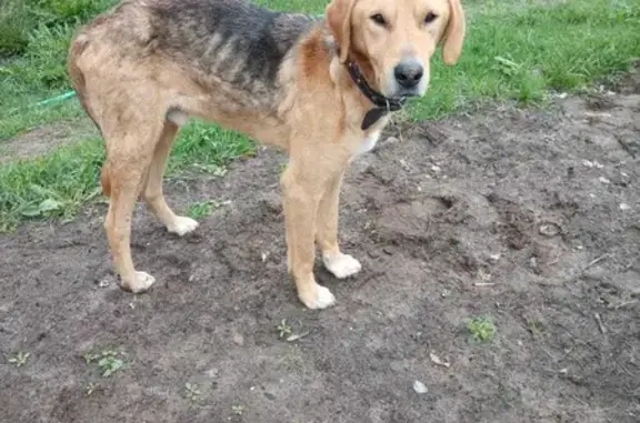 Собака найдена в Добрятино, Владимирская область.