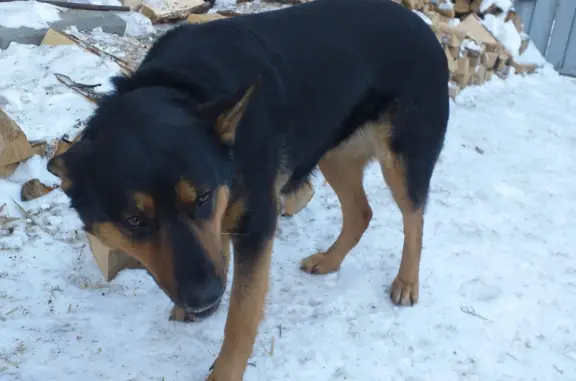 Пропала собака на Ямальской улице, Челябинск