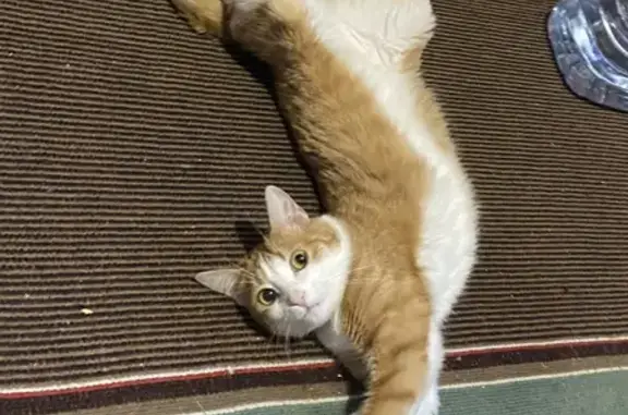 Кошки потеряшки, Смоленск, фото: Потеряшка кошка Бася на Рыленкова, 48 в Смоленске