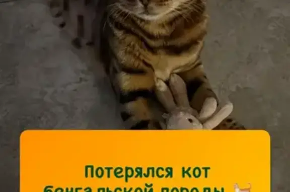 Пропала кошка Бенгал на 2-й Центральной улице, Казань.