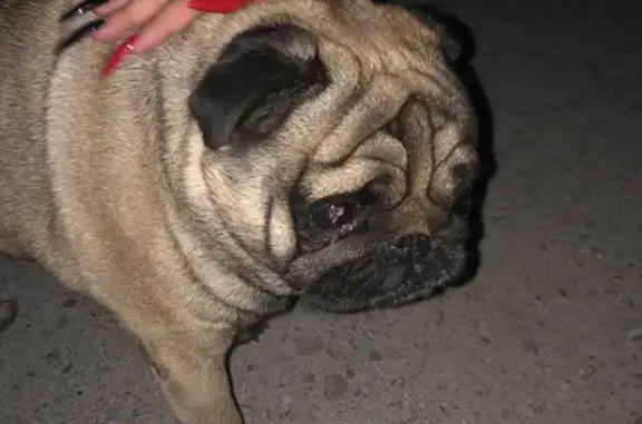 Собака Мальчик найдена на Октябрьском шоссе, 37.