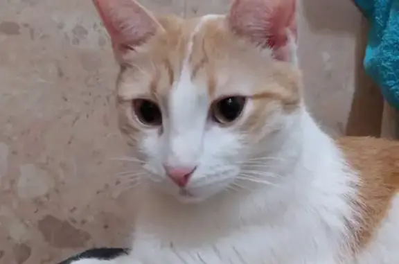 Кошки потеряшки, Киров, фото: Потеряшка кошка Кот на ул. Чапаева, Киров