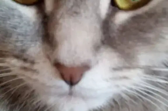 Потерянные животные Уфа, фото: Пропала кошка на Борисоглебской, Уфа