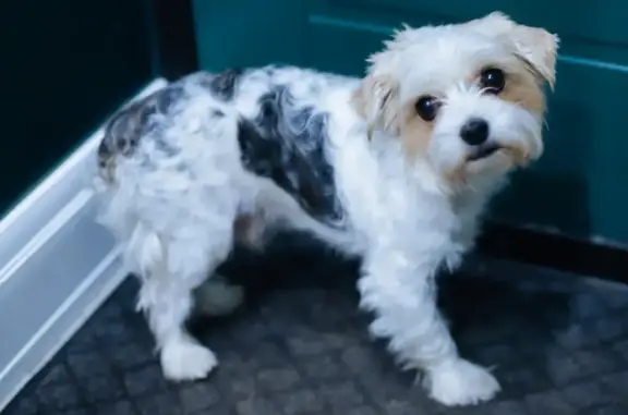Найдена собака Метис бивер-йорка на Нагатинской улице, Москва.