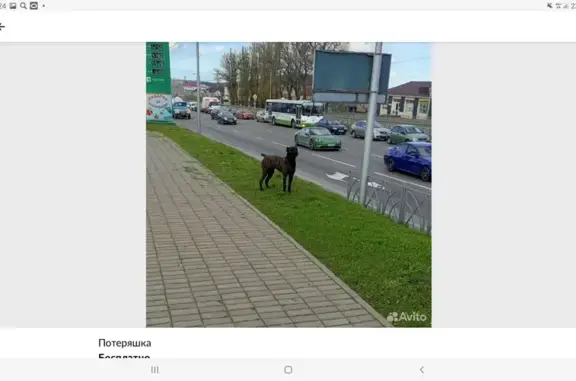 Пропала собака на проспекте Кулакова, Ставрополь