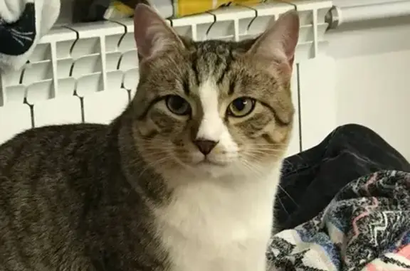 Потерянные животные Санкт-Петербург, фото: Пропала кошка Морс на Проспекте Просвещения 104, СПб