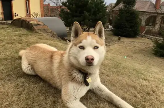 Пропала собака в Ивантеевке, сибирский хаски, помогите найти!
