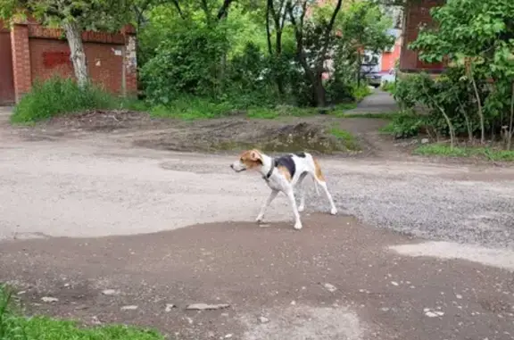 Найдена собака на ул. МОПР, 2 в Краснодаре