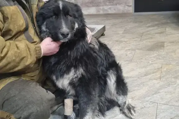 Пропала собака в Барсово, ХМАО-Югра: мужской пол, черно-белый окрас с белыми лапами и грудью, был с ошейником.