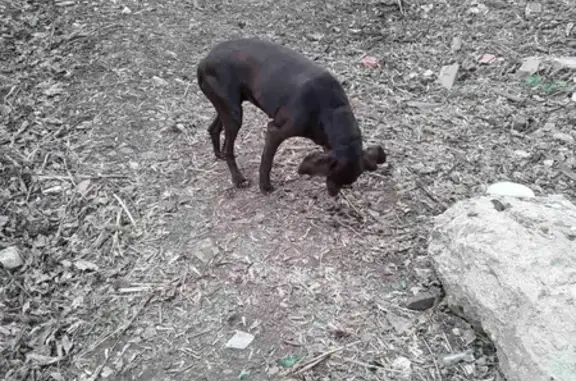 Собака найдена на Уинской, Пермь