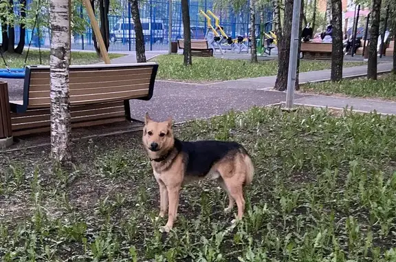 Найдена собака в Медведково, ул. Грекова 12