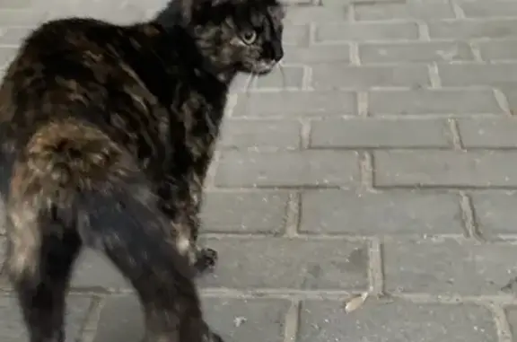 Найдена беременная кошка на Советской, 58, Кострома