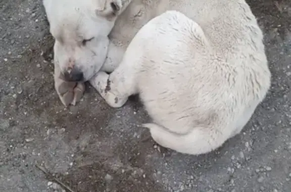Пропала белая собака в Ессентуках