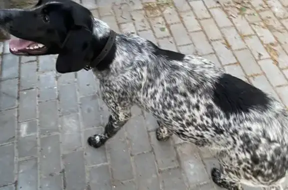 Найдена сука-собака в Кстовском районе