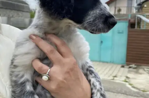 Собака найдена на улицах Мира-Достоевского, Ставрополь