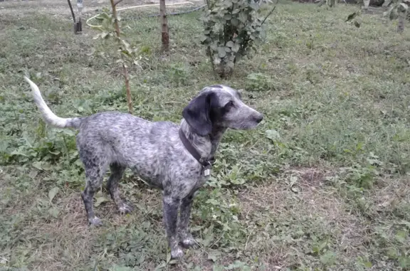 Пропала собака на улице Путеводной, Индустриальный, Краснодар